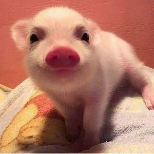 Meet your Posher, Natalie